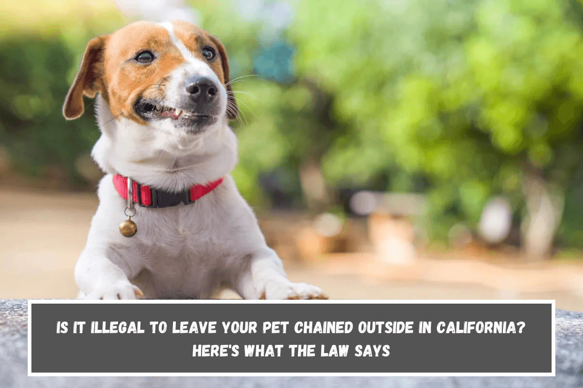 Is It Illegal to Leave Your Pet Chained Outside in California Here's What the Law Says