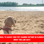 Is It Illegal to Leave Your Pet Chained Outside in Florida Here's What the Law Says