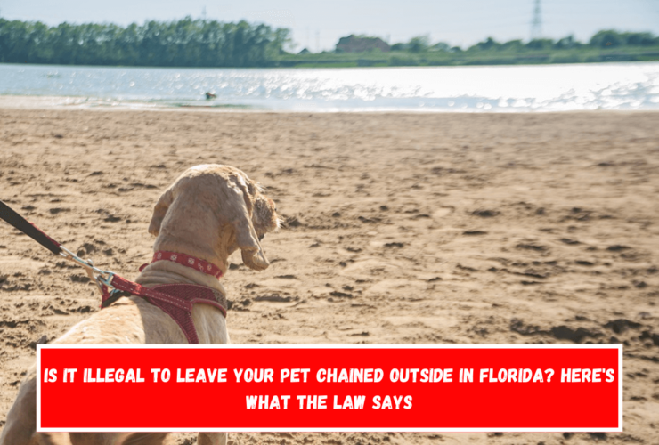 Is It Illegal to Leave Your Pet Chained Outside in Florida Here's What the Law Says