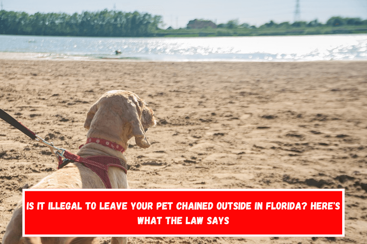 Is It Illegal to Leave Your Pet Chained Outside in Florida Here's What the Law Says