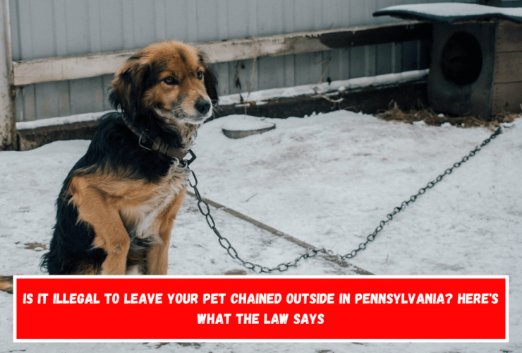 Is It Illegal to Leave Your Pet Chained Outside in Pennsylvania Here's What the Law Says