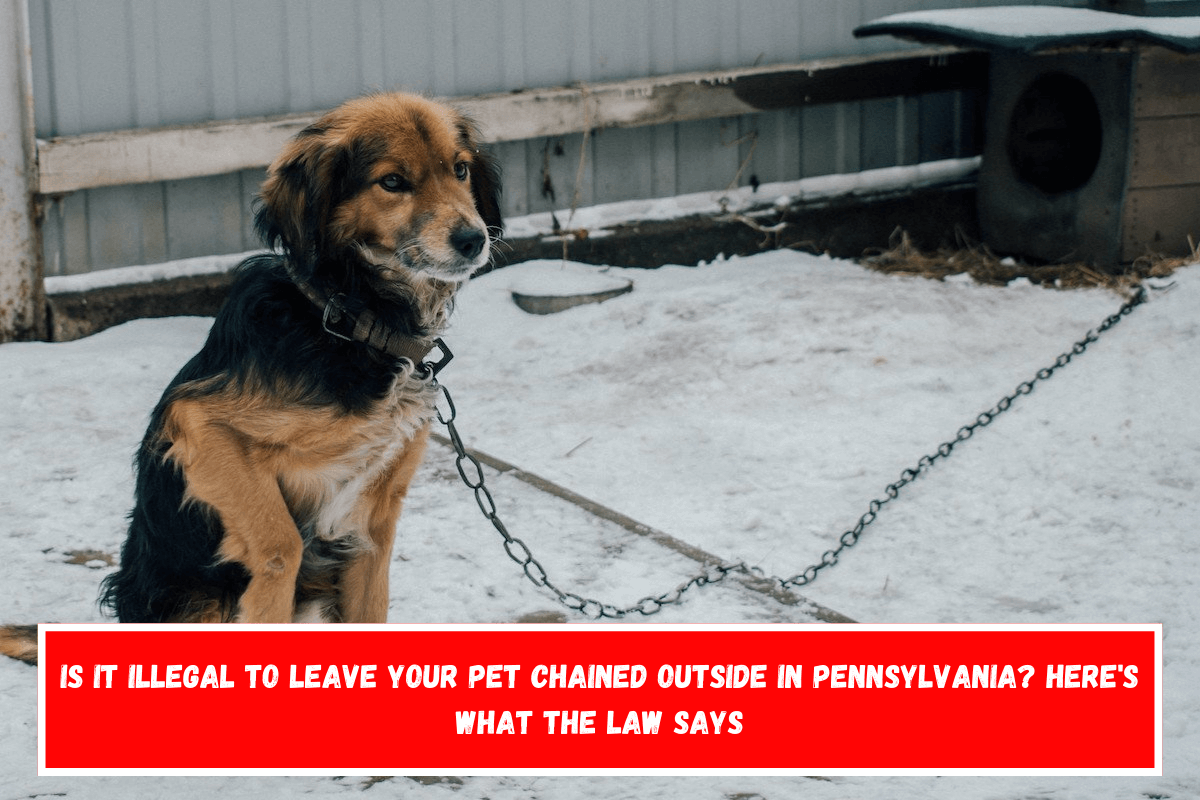 Is It Illegal to Leave Your Pet Chained Outside in Pennsylvania Here's What the Law Says