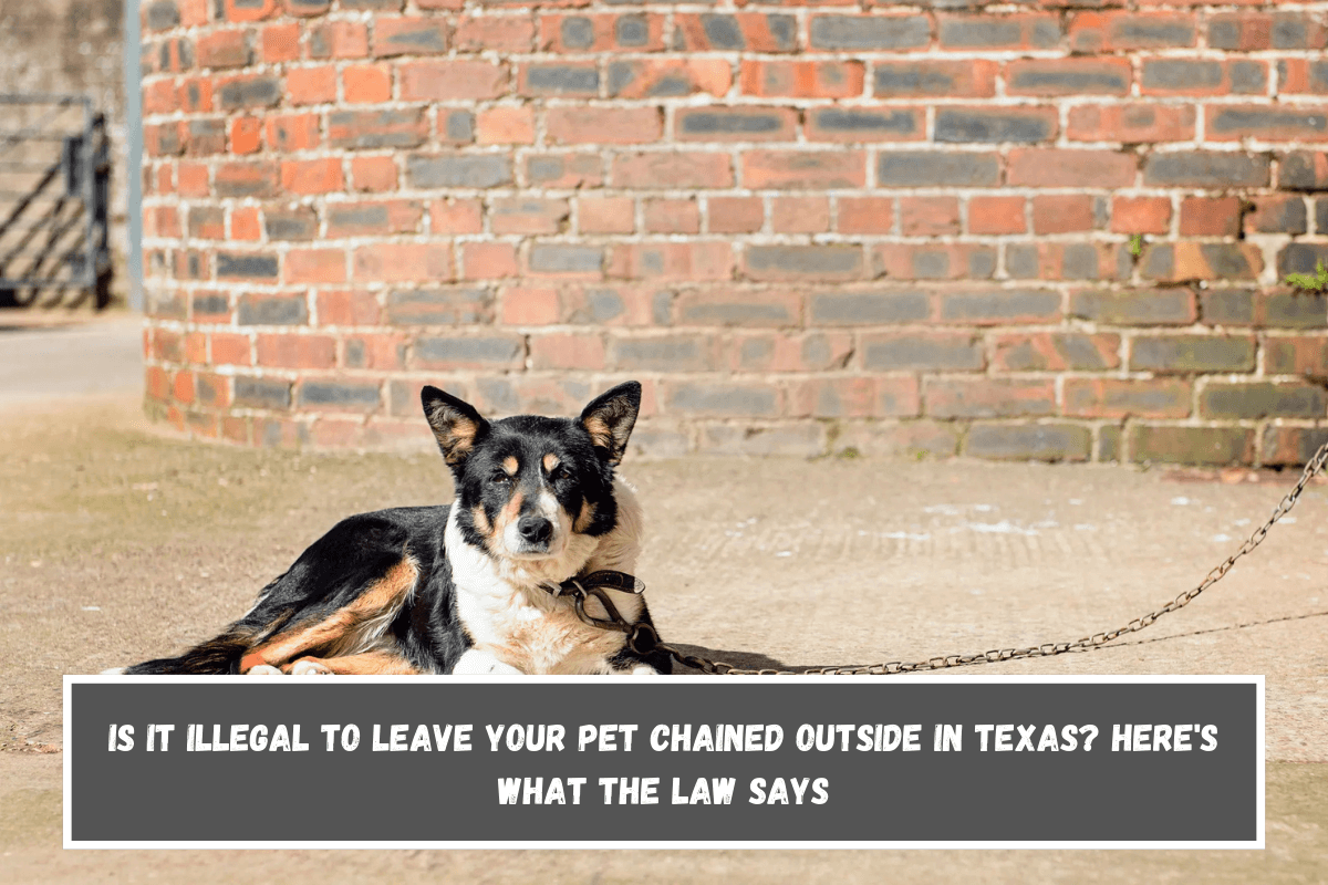 Is It Illegal to Leave Your Pet Chained Outside in Texas Here's What the Law Says