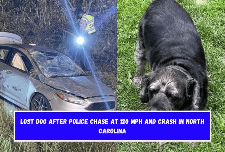 Lost dog after police chase at 120 mph and crash in North Carolina