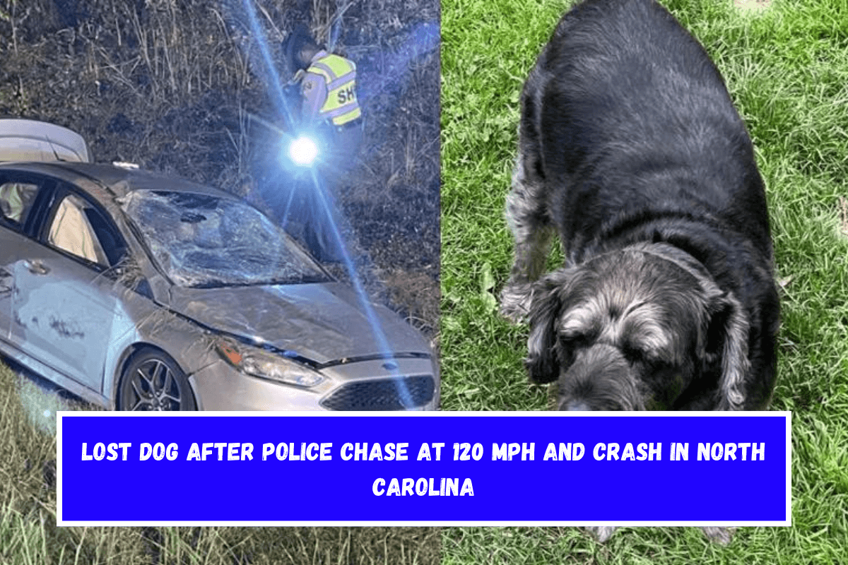 Lost dog after police chase at 120 mph and crash in North Carolina