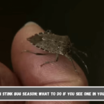 Michigan stink bug season What to do if you see one in your house