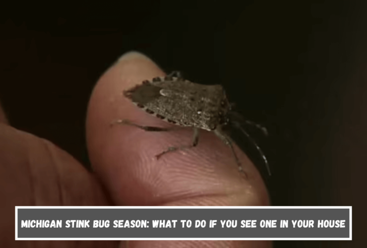 Michigan stink bug season What to do if you see one in your house