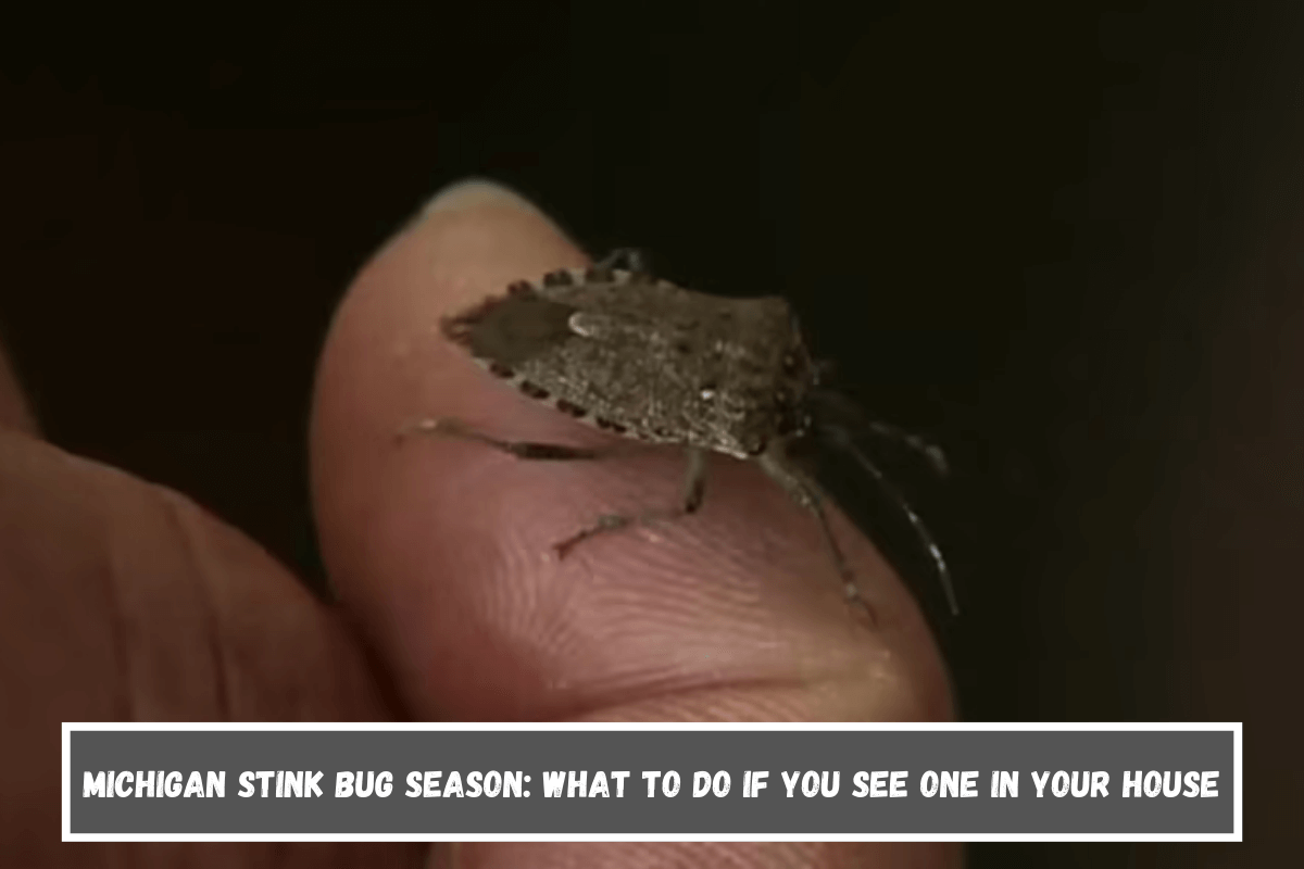 Michigan stink bug season What to do if you see one in your house