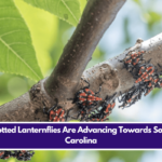 Spotted Lanternflies Are Advancing Towards South Carolina