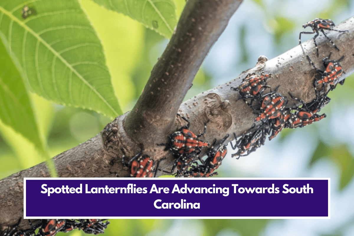 Spotted Lanternflies Are Advancing Towards South Carolina