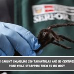 A man was caught smuggling 320 tarantulas and 110 centipedes out of Peru while strapping them to his body