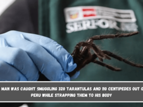 A man was caught smuggling 320 tarantulas and 110 centipedes out of Peru while strapping them to his body