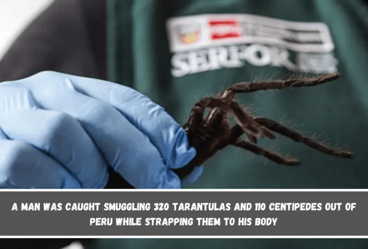 A man was caught smuggling 320 tarantulas and 110 centipedes out of Peru while strapping them to his body