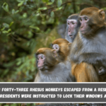 After forty-three rhesus monkeys escaped from a research facility, residents were instructed to lock their windows and doors