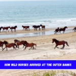 How Wild Horses arrived at the Outer Banks