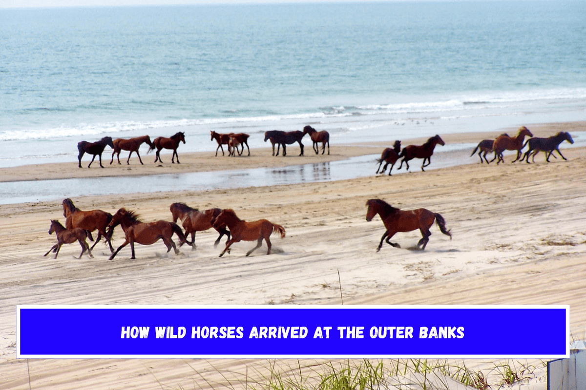 How Wild Horses arrived at the Outer Banks