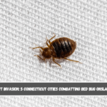 Insect Invasion 5 Connecticut Cities Combatting Bed Bug Onslaught