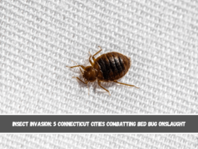 Insect Invasion 5 Connecticut Cities Combatting Bed Bug Onslaught