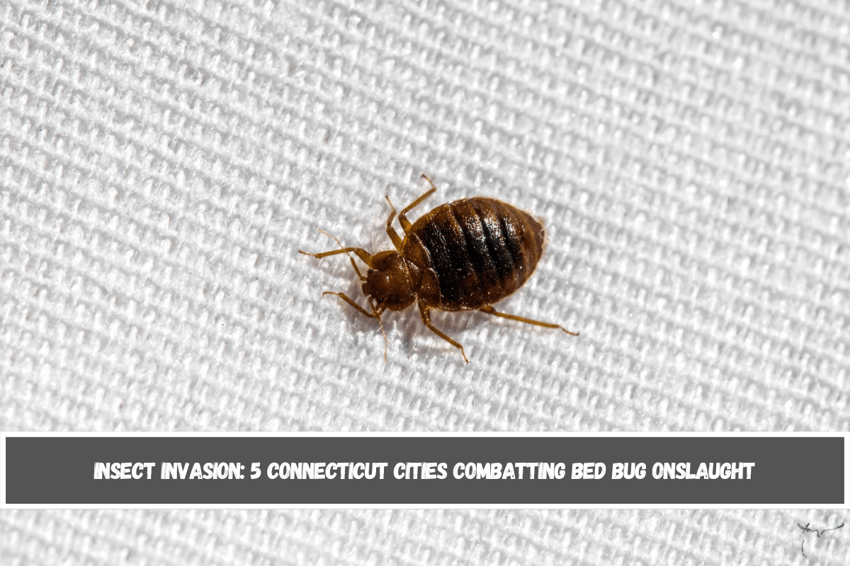 Insect Invasion 5 Connecticut Cities Combatting Bed Bug Onslaught