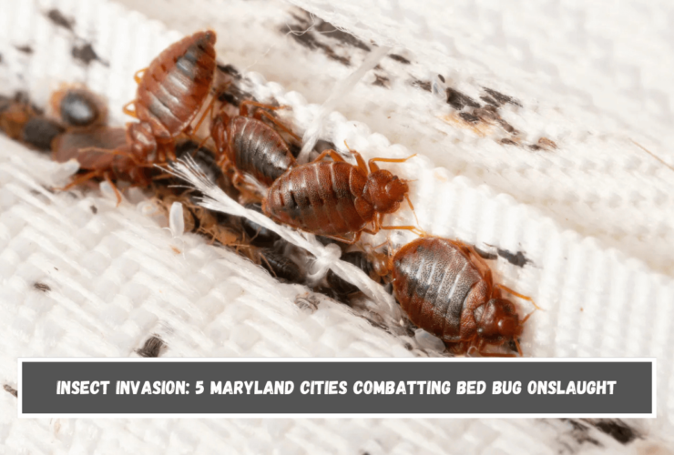 Insect Invasion 5 Maryland Cities Combatting Bed Bug Onslaught