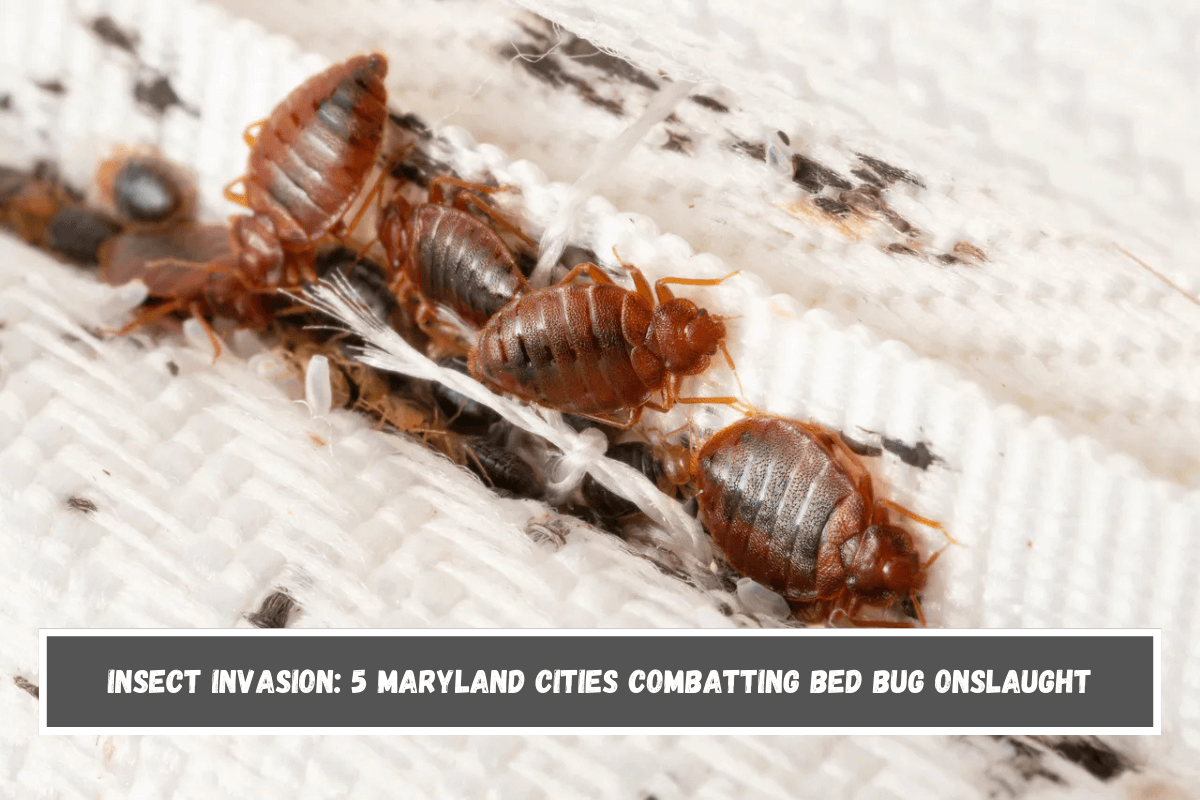 Insect Invasion 5 Maryland Cities Combatting Bed Bug Onslaught