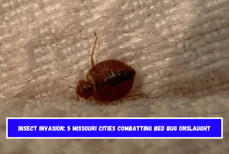 Insect Invasion 5 Missouri Cities Combatting Bed Bug Onslaught