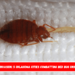 Insect Invasion 5 Oklahoma Cities Combatting Bed Bug Onslaught