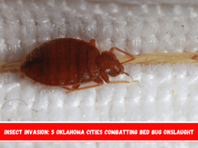 Insect Invasion 5 Oklahoma Cities Combatting Bed Bug Onslaught