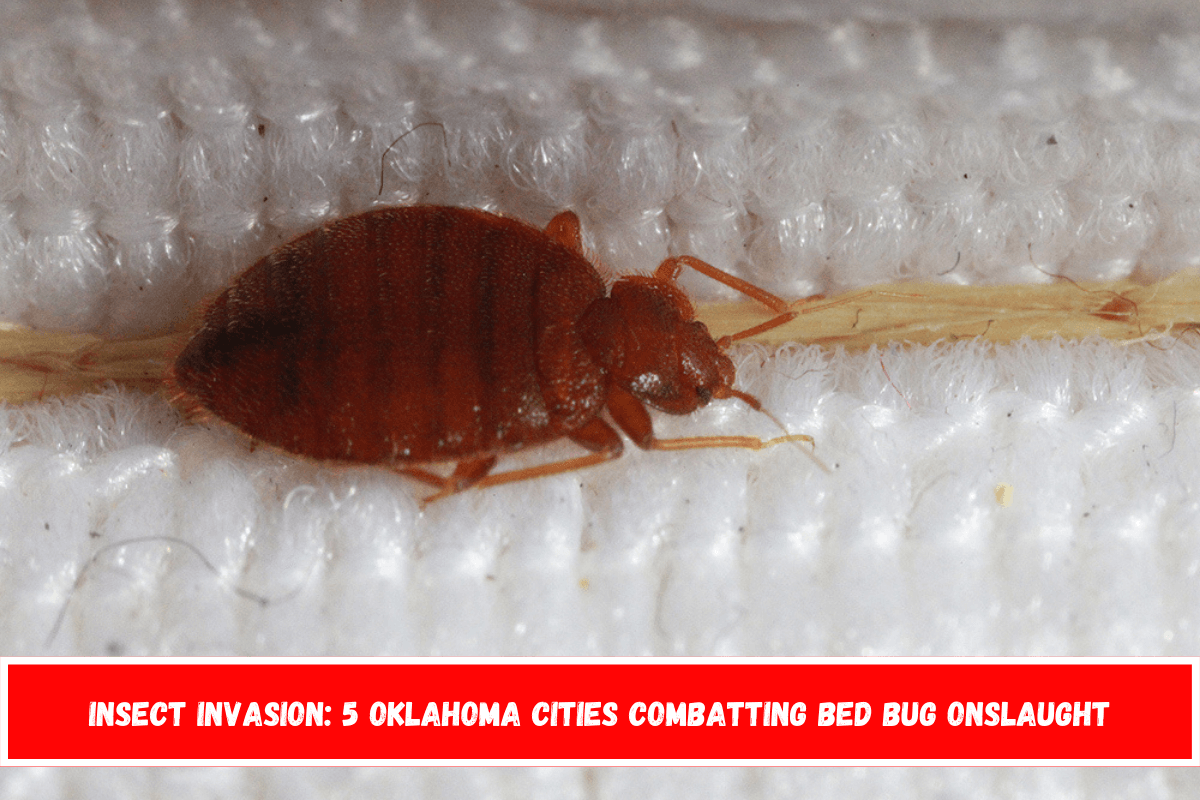 Insect Invasion 5 Oklahoma Cities Combatting Bed Bug Onslaught