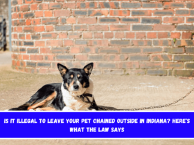 Is It Illegal to Leave Your Pet Chained Outside in Indiana Here's What the Law Says