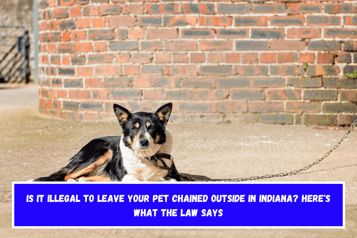 Is It Illegal to Leave Your Pet Chained Outside in Indiana Here's What the Law Says