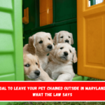 Is It Illegal to Leave Your Pet Chained Outside in Maryland Here's What the Law Says