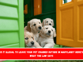 Is It Illegal to Leave Your Pet Chained Outside in Maryland Here's What the Law Says