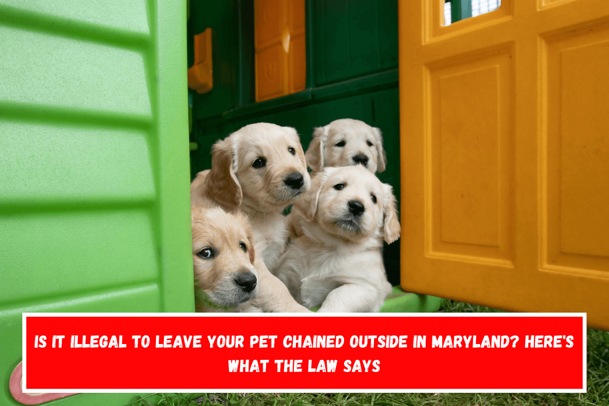 Is It Illegal to Leave Your Pet Chained Outside in Maryland Here's What the Law Says