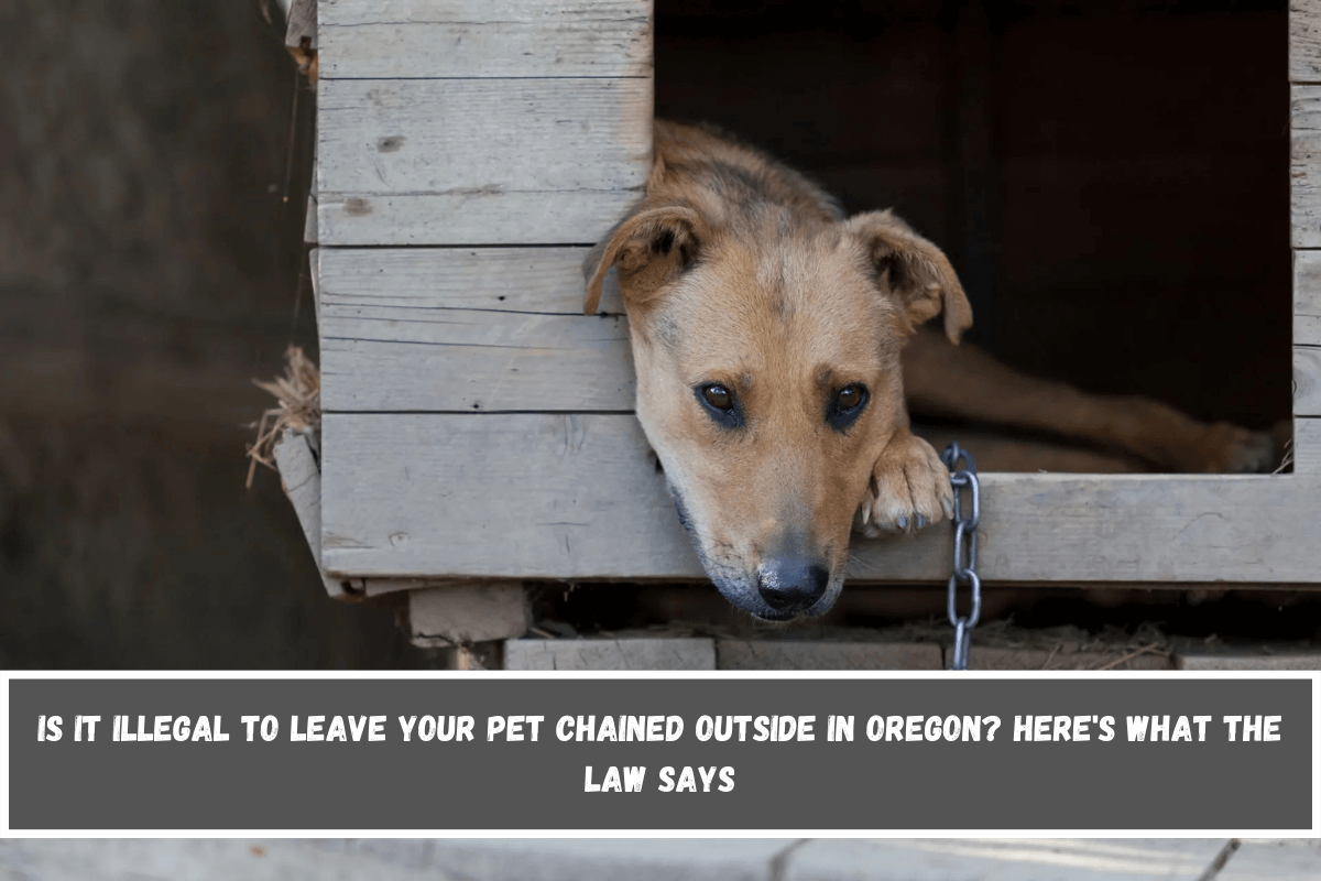 Is It Illegal to Leave Your Pet Chained Outside in Oregon Here's What the Law Says