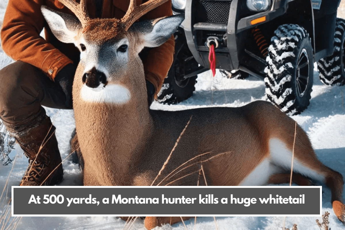 At 500 yards, a Montana hunter kills a huge whitetail