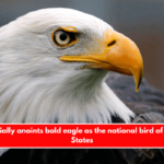 Biden officially anoints bald eagle as the national bird of the United States