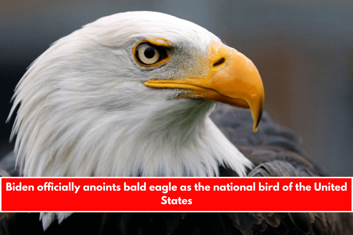 Biden officially anoints bald eagle as the national bird of the United States