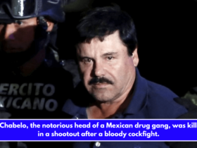 El Chabelo, the notorious head of a Mexican drug gang, was killed in a shootout after a bloody cockfight.