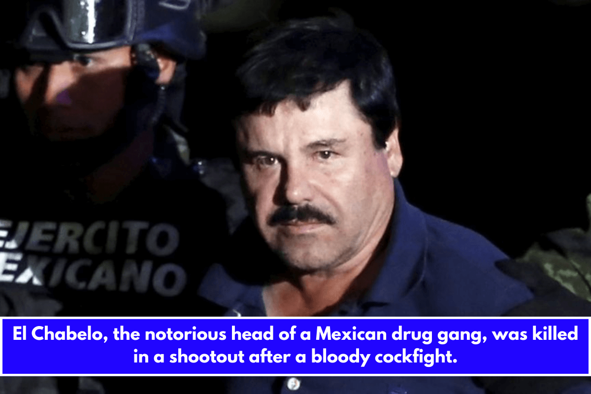 El Chabelo, the notorious head of a Mexican drug gang, was killed in a shootout after a bloody cockfight.