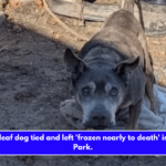 Elderly deaf dog tied and left 'frozen nearly to death' in Asbury Park.