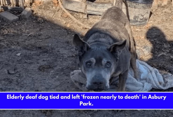 Elderly deaf dog tied and left 'frozen nearly to death' in Asbury Park.