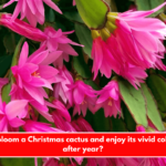 How to bloom a Christmas cactus and enjoy its vivid colors year after year?