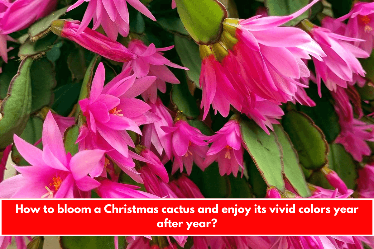 How to bloom a Christmas cactus and enjoy its vivid colors year after year?