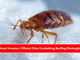 Insect Invasion: 5 Illinois Cities Combatting Bed Bug Onslaught