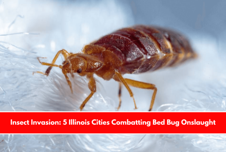 Insect Invasion: 5 Illinois Cities Combatting Bed Bug Onslaught