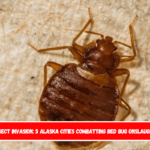 Insect Invasion 5 Alaska Cities Combatting Bed Bug Onslaught