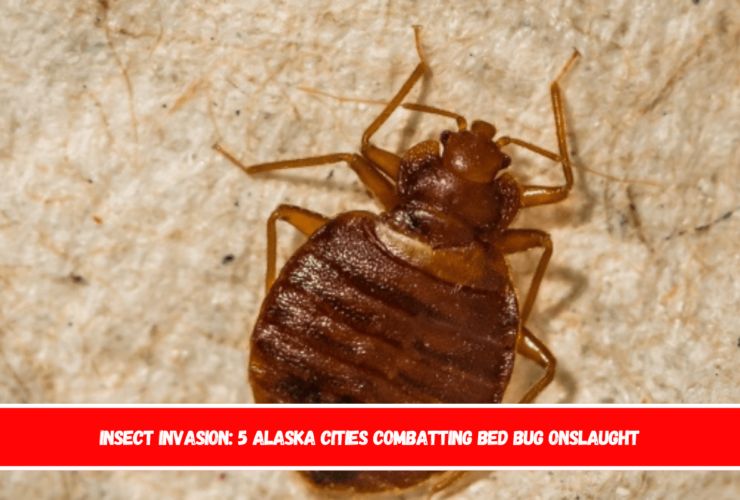 Insect Invasion 5 Alaska Cities Combatting Bed Bug Onslaught