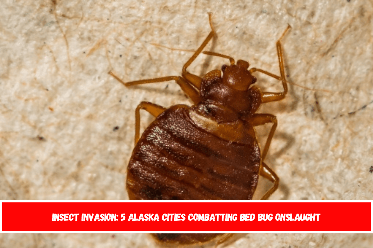 Insect Invasion 5 Alaska Cities Combatting Bed Bug Onslaught