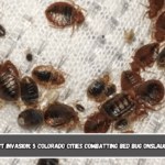 Insect Invasion 5 Colorado Cities Combatting Bed Bug Onslaught